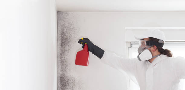 Best Office Mold Removal Services  in Berino, NM